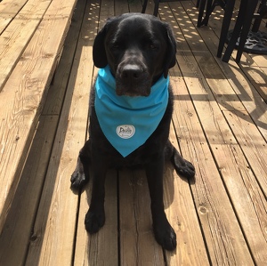 Fundraising Page: Darlene Korzinski